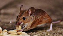 24 Hour & Emergency Exterminators in Radnor, PA